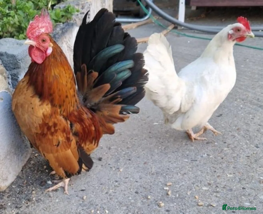 Chickens poultry for sale: Malaysian serama pair - Advert 1