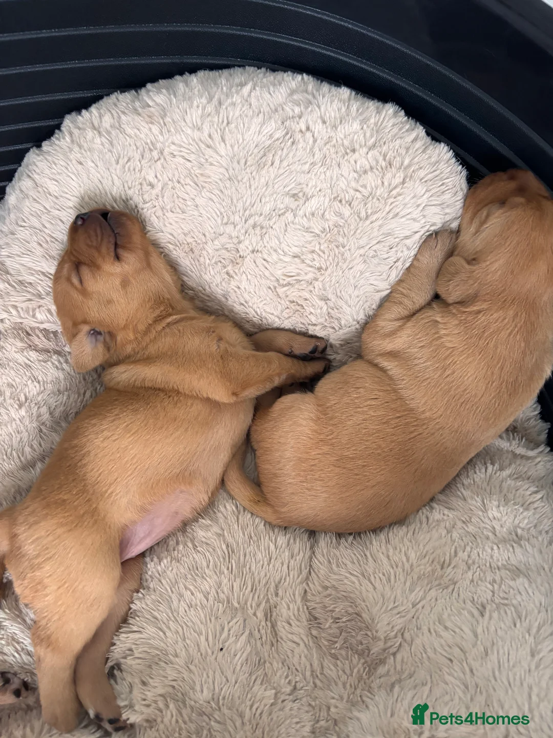 Labrador Retriever dogs for sale: Red Fox Labrador Retriever Puppies  in Swansea - Advert 2