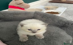 Ragdoll cats for sale: 💙 BLUEPOINT RAGDOLL BOY FOR SALE 💙 - Image 9