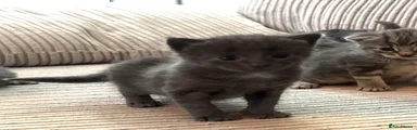  3 Grey girl white neck tuft 