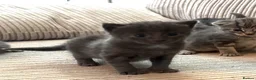 Domestic Shorthair cats for sale: Beautiful Grey blue kittens & grey tabbies x 7 - Advert 16