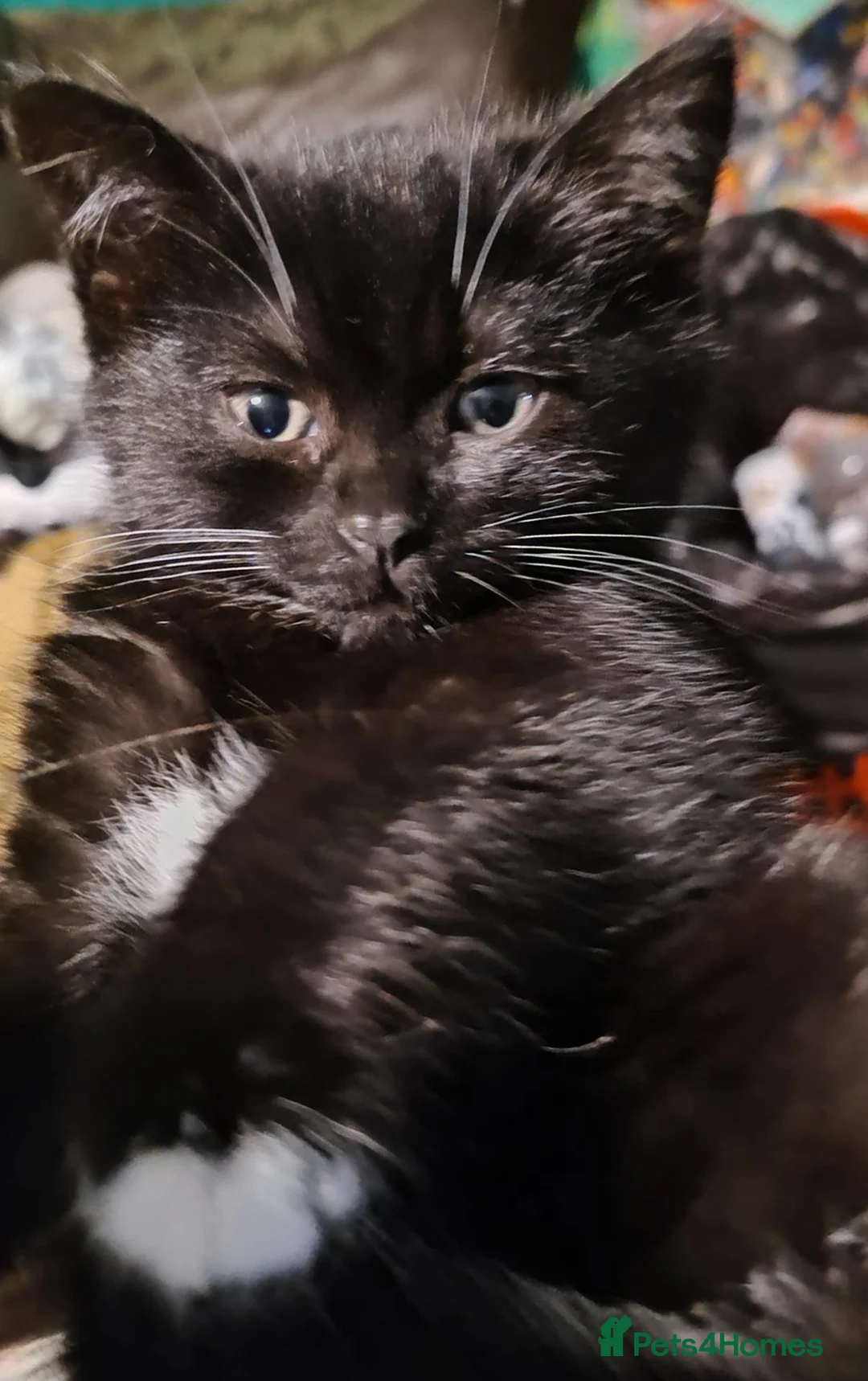 Mixed Breed cats for sale: Miniature kittens ready to go  - Advert 17