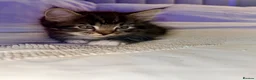 Turkish Angora cats for sale: 1 REMAINING Beautiful TurkishAngora Cross Kittens  - Advert 9