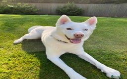 Siberian Husky dogs for sale: Siberian Husky 8 years old. Free to suitable home - Image 1