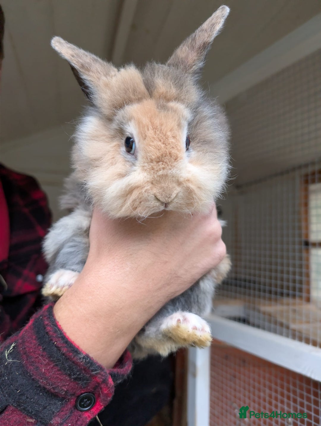 Mini Lion Lop rabbits for sale: 8 week old mini lion lop rabbits.  - Advert 2