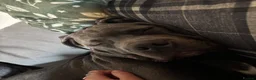 Cane Corso dogs for sale: 8 Month Old Male Cane Corso  in Barnetby - Advert 4