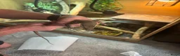 Monitor reptiles for sale: Kimberley Monitor  in Leigh - Advert 5
