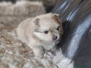 Pomeranian dogs 2 beautifull pomeranian puppies - Advert 2