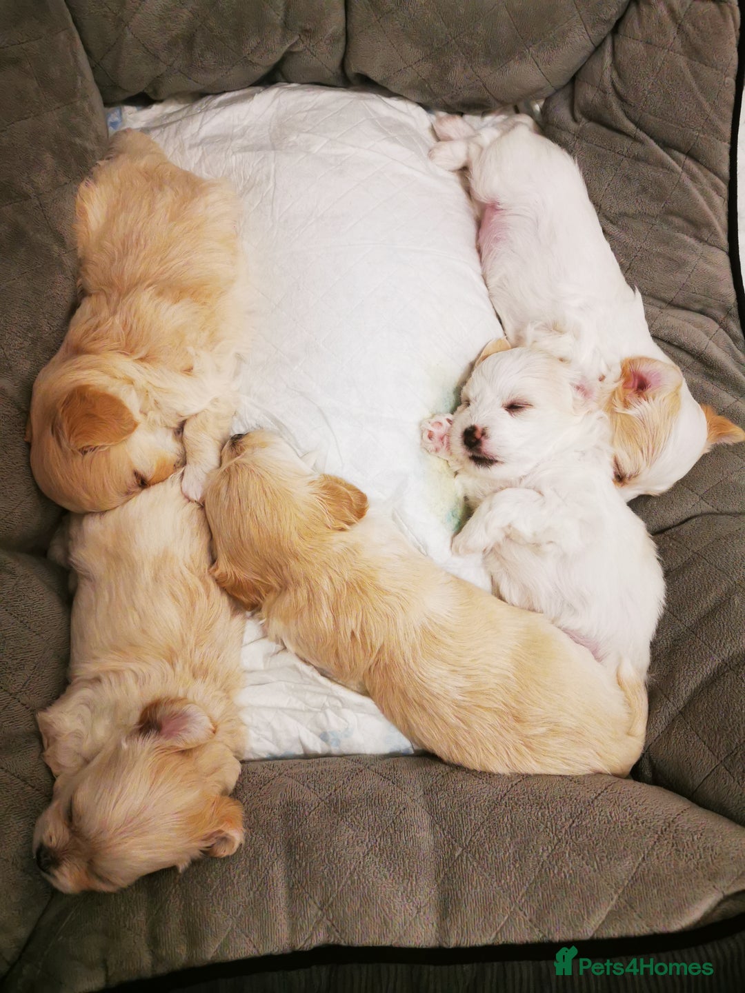 Mixed Breed dogs for sale: Bichon Frisee/Maltese.  - Advert 5