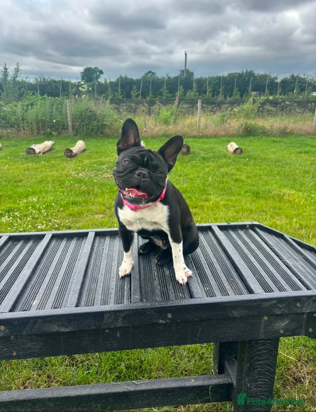 Mixed Breed dogs for adoption: 1 year old French bull x Boston looking for home - Advert 1