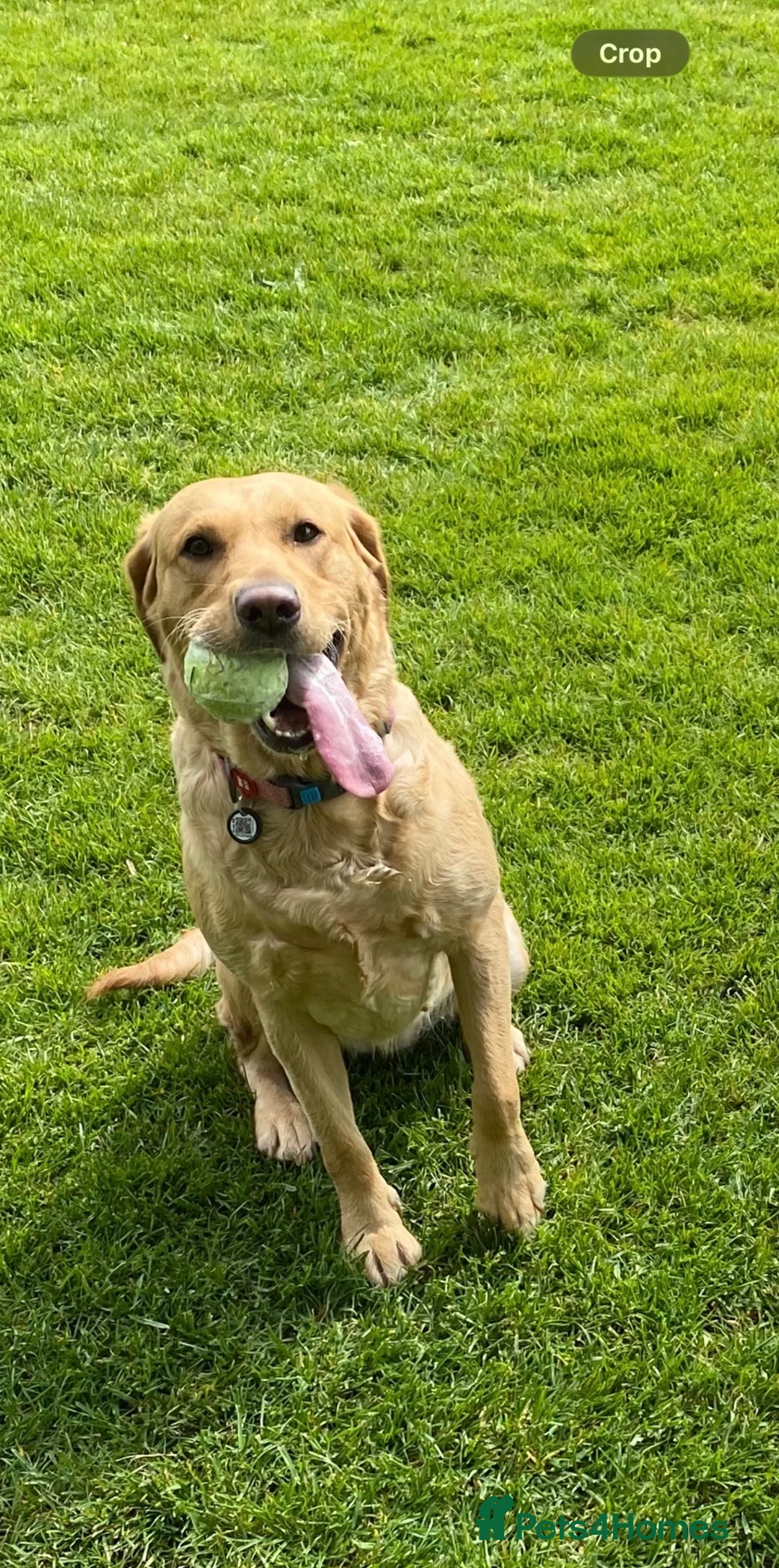 Labrador Retriever dogs for sale: Labrador girl 6 years  - Advert 3