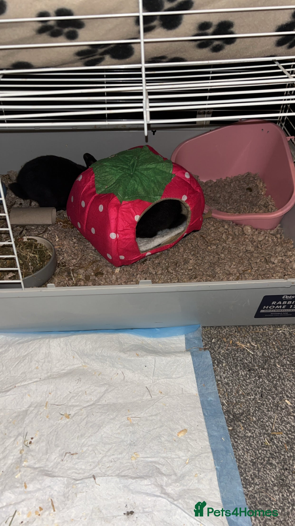 Mixed Breed rabbits Black Female Rabbit - Advert 11