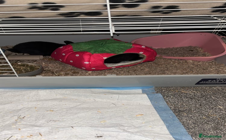 Mixed Breed rabbits - Advert 1