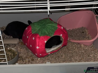 Mixed Breed rabbits for sale - Advert 1