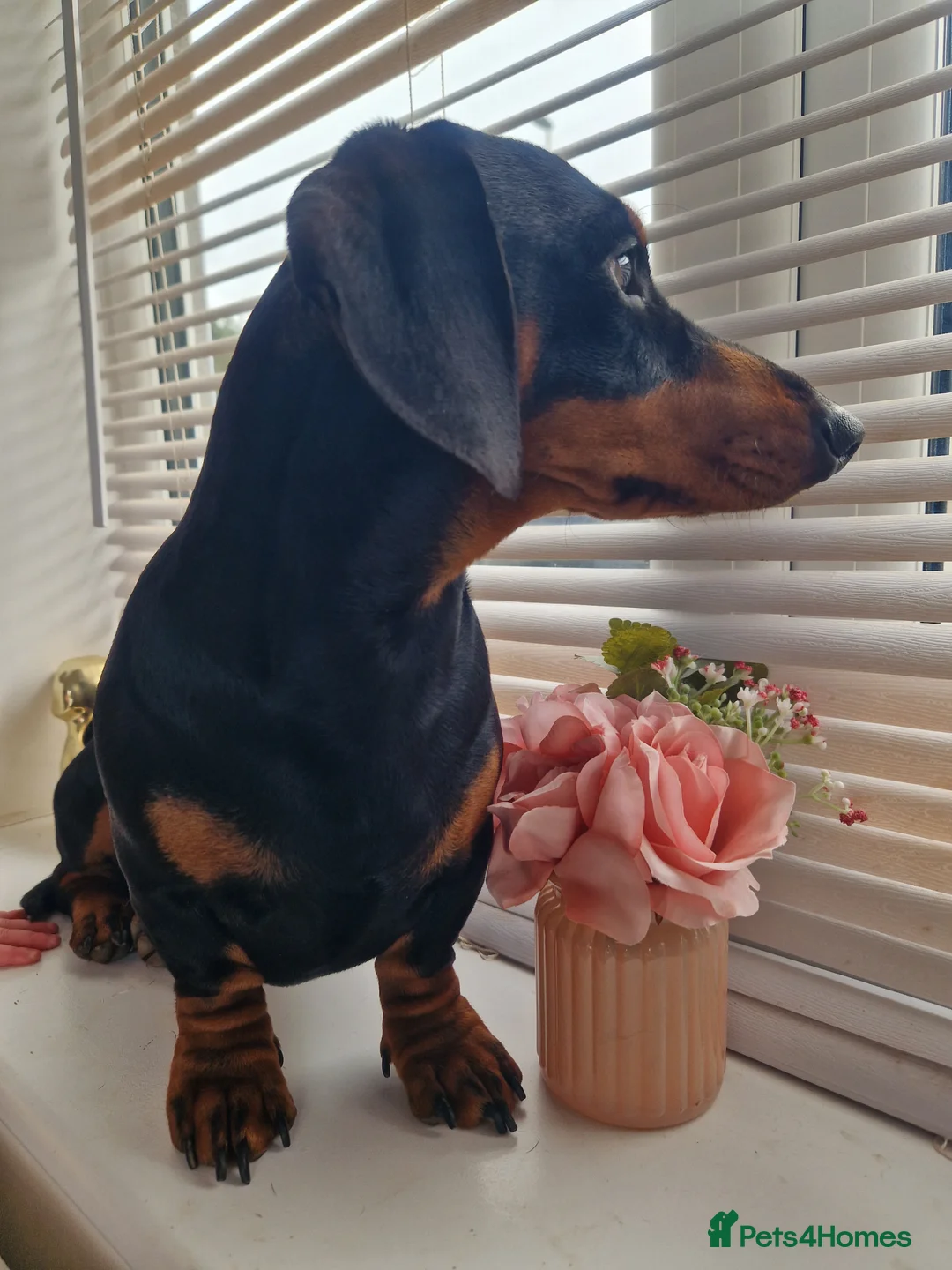 Miniature Dachshund dogs for stud: For stud!!KC registered Miniature dachshund  in Bristol - Advert 6