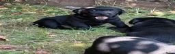 Labrador Retriever dogs for sale: Stunning black lab puppy’s  - Advert 2