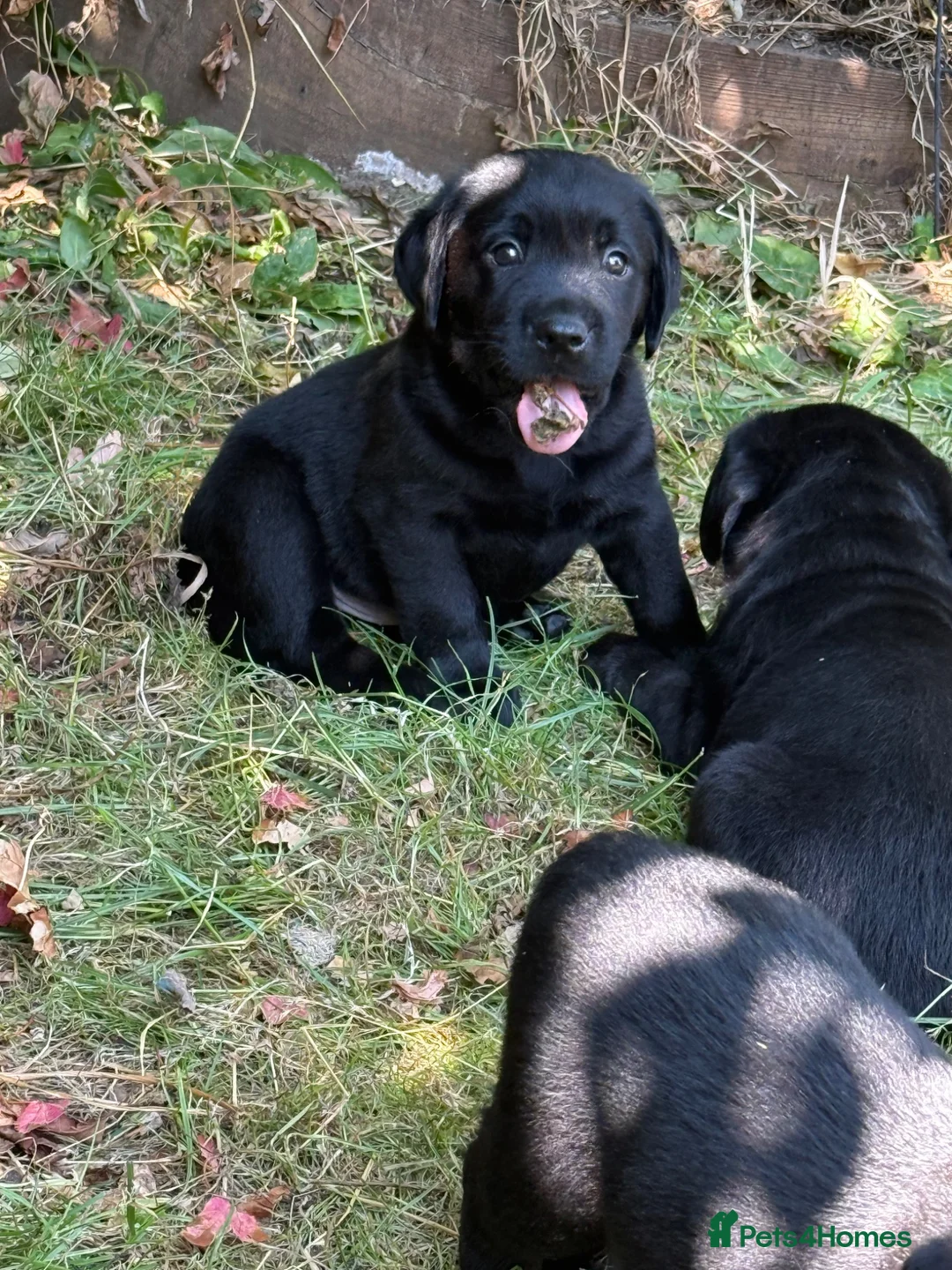 Labrador Retriever dogs for sale: Stunning black lab puppy’s  - Advert 2