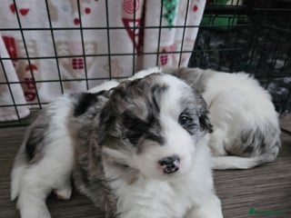 Bordoodle dogs Beautiful mixed colour bordoodles for sale - Advert 1