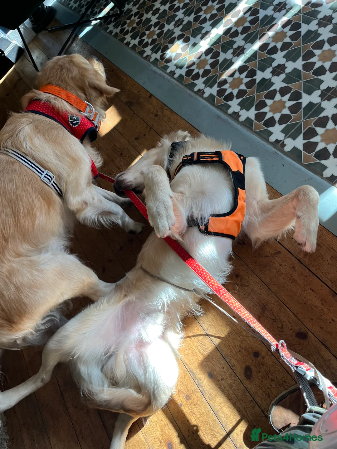 Golden Retriever dogs for stud: Proven Beautiful Golden Retriever Stud  in London - Advert 5