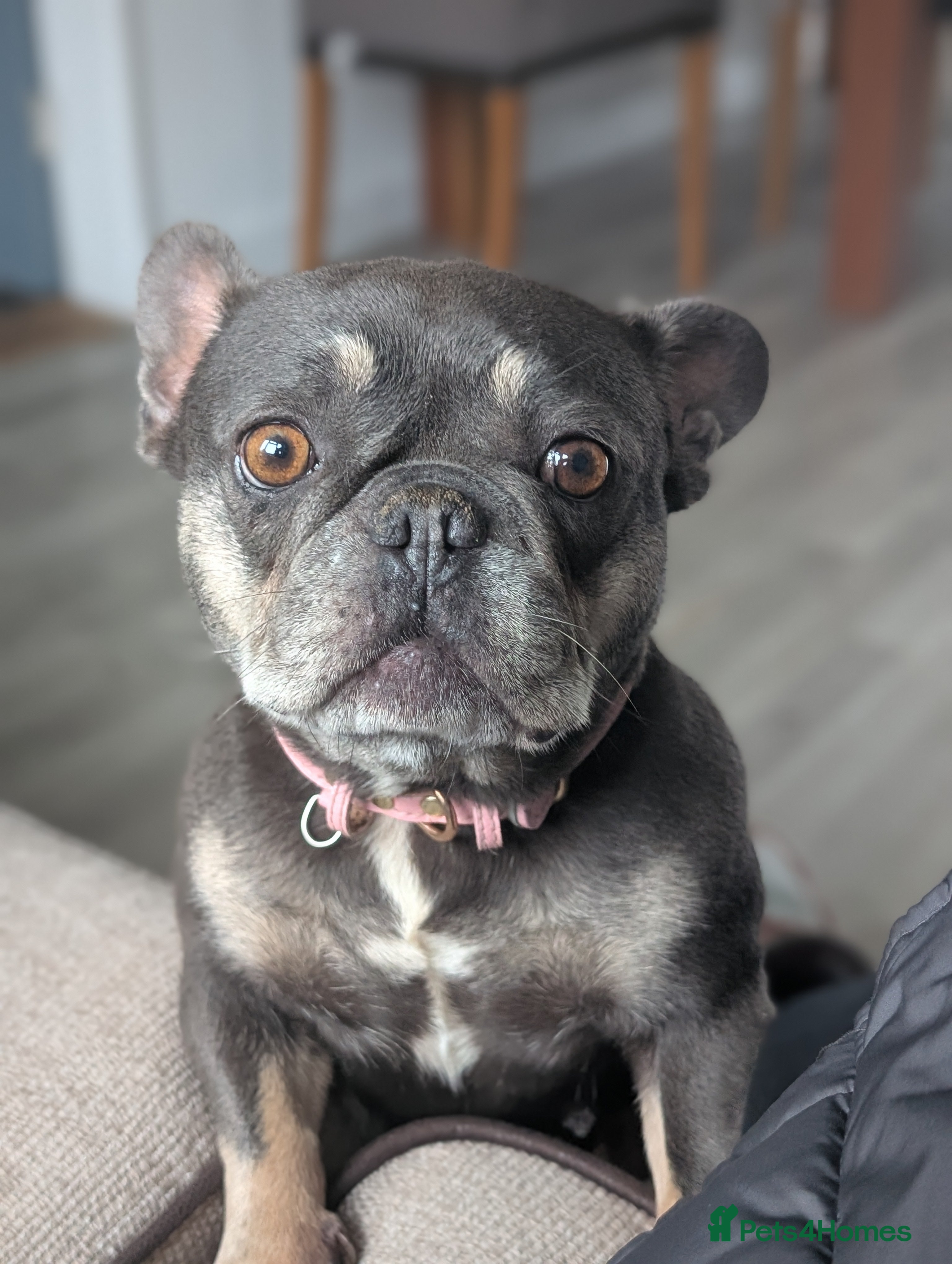 French Bulldog dogs 6 year old french bulldog  - Advert 1