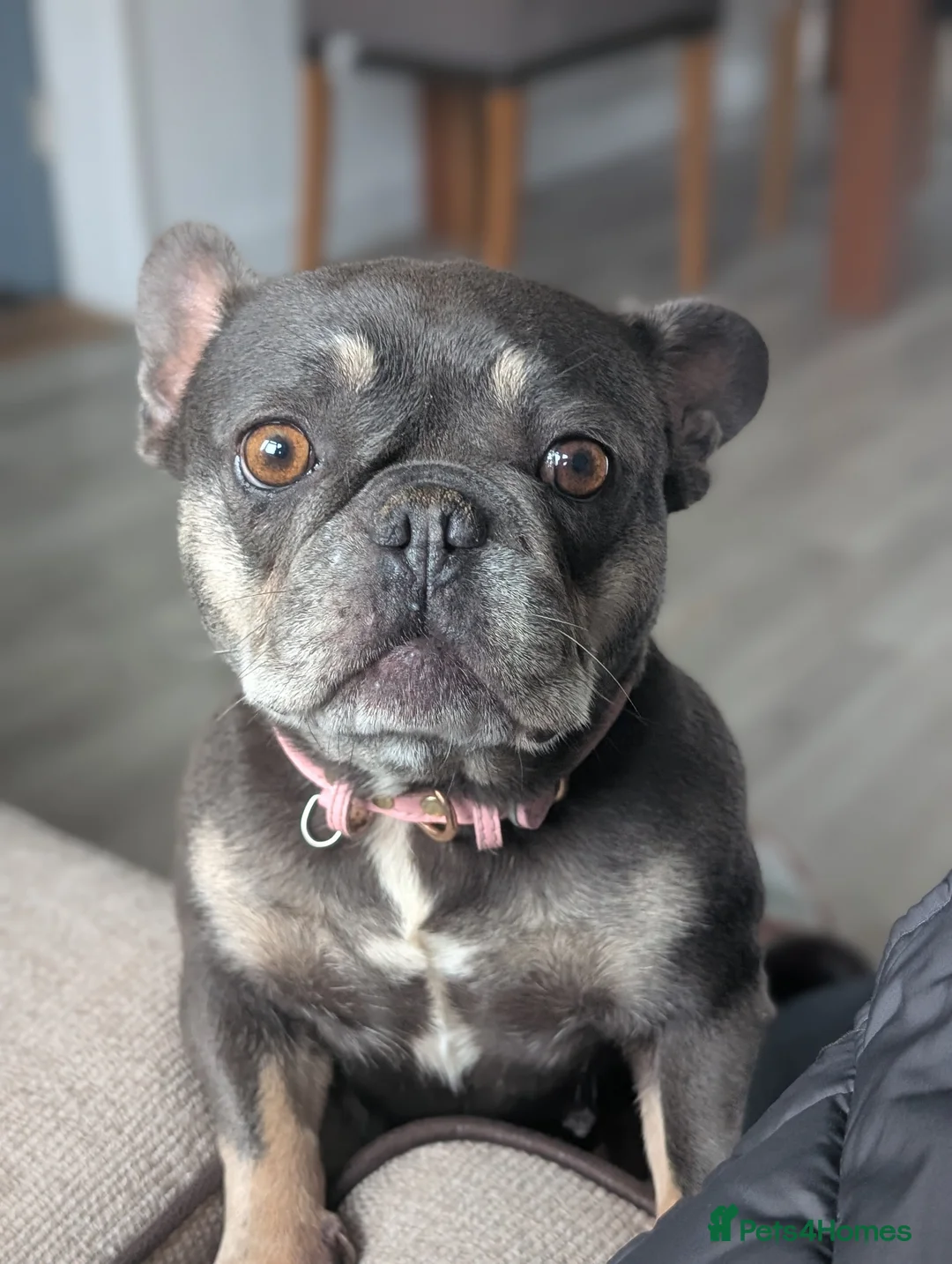 French Bulldog dogs for sale: 6 year old french bulldog  - Advert 1