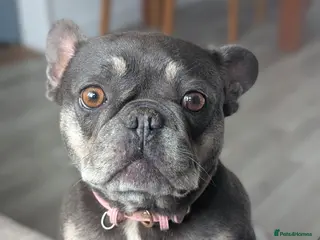 French Bulldog dogs 6 year old french bulldog - Advert 1
