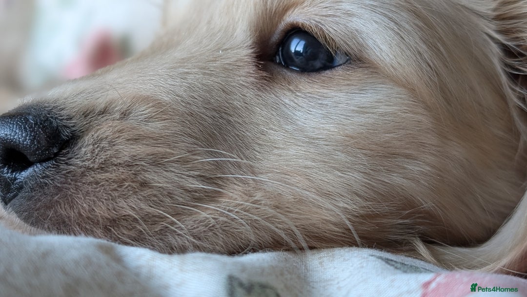 Miniature Dachshund dogs for sale: Stunning Cream Long-Haired Miniature Dachshund  - Advert 8