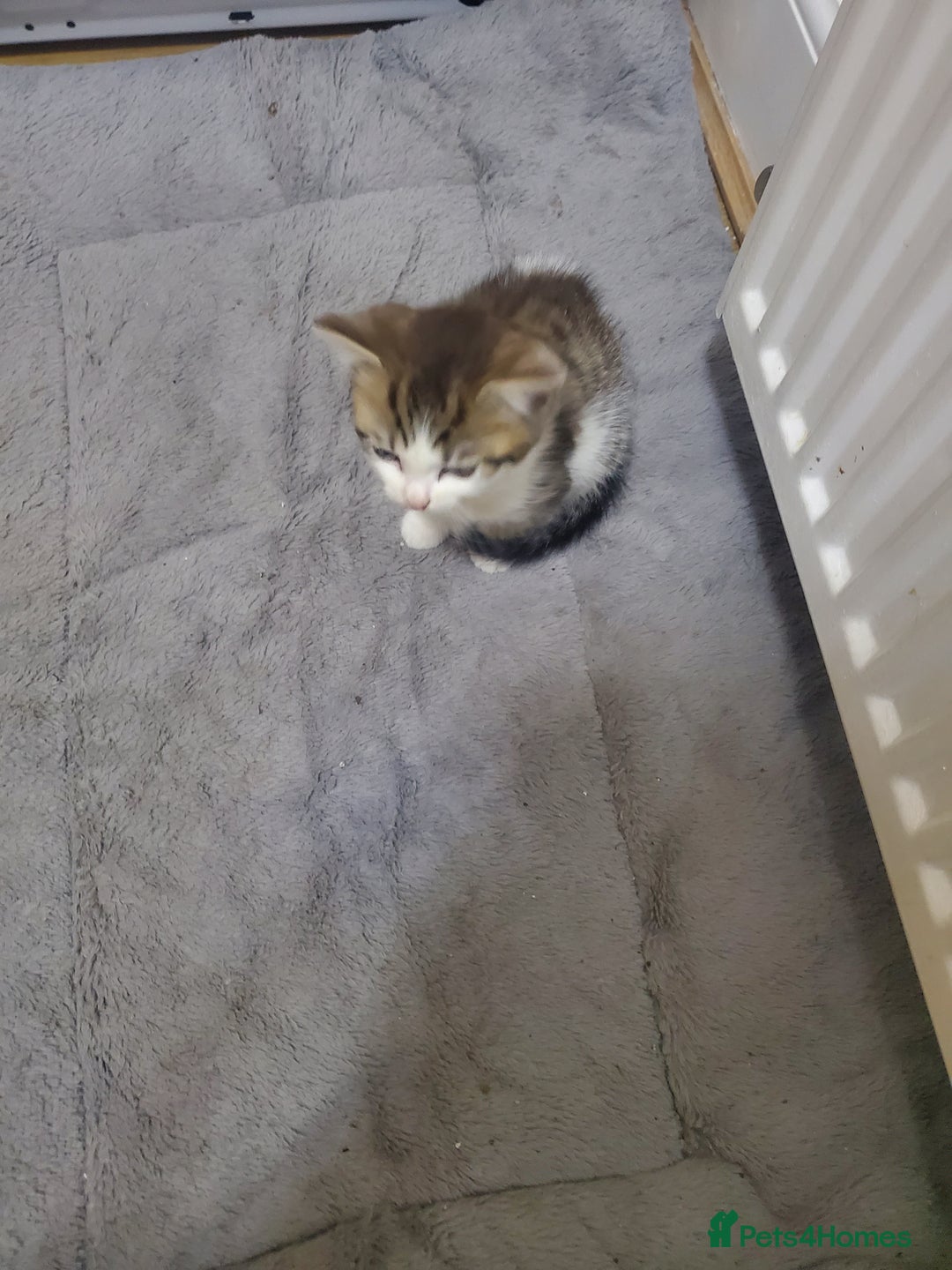 Domestic Shorthair cats for sale: Tabby and white baby girl - Advert 7