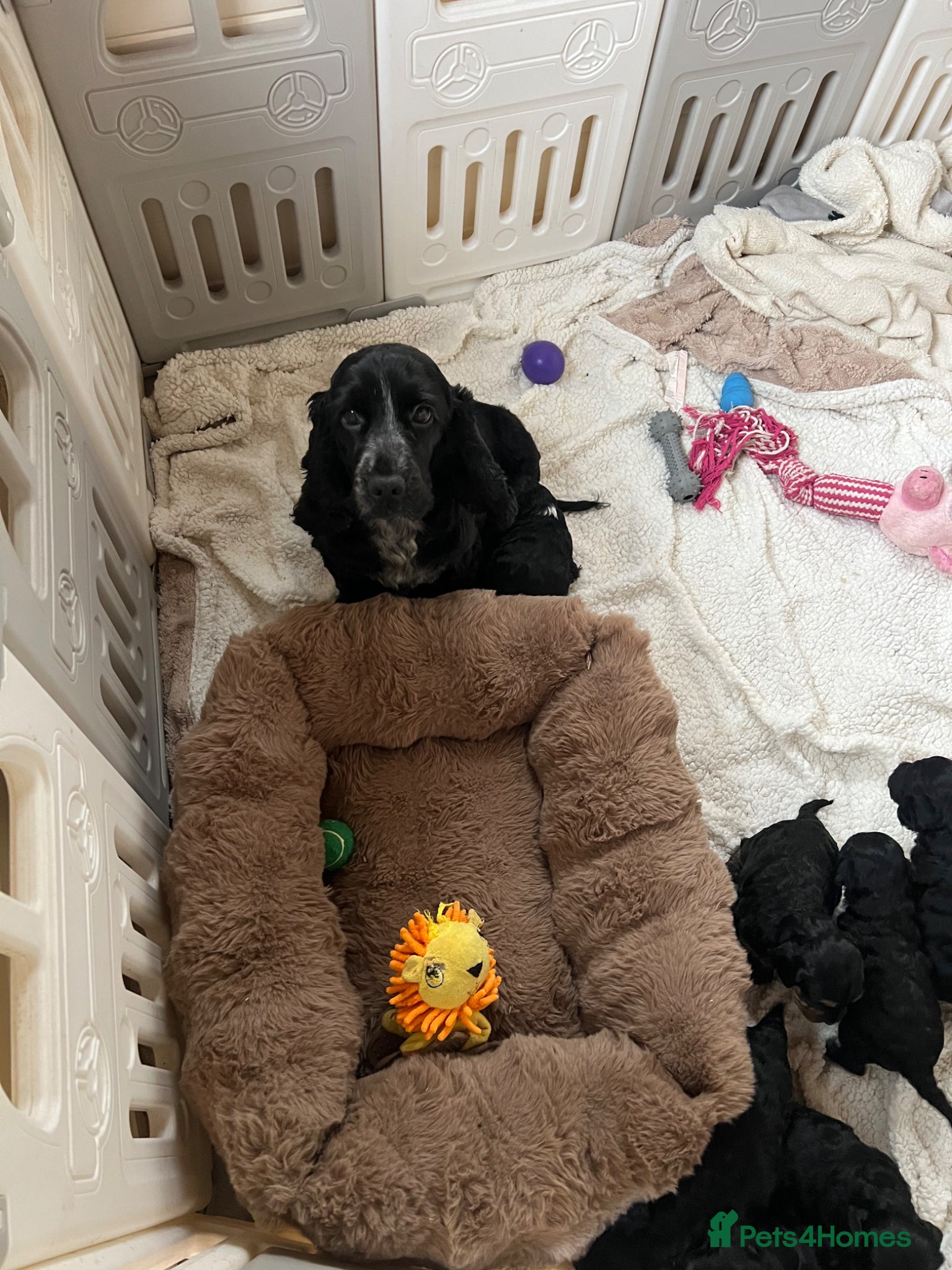 Cockapoo dogs Beautiful f1 Cockapoo puppies  - Advert 1