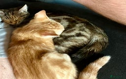 Domestic Shorthair cats for sale: Domestic shorthair kittens  - Image 5