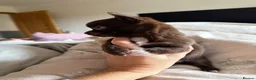 Chihuahua dogs for sale: 3 beautiful KC babies  - Advert 30