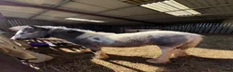 Other Breed horses for sale: Filly cob 9mths. Very friendly - Advert 3