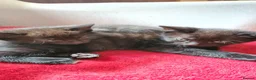 Mixed Breed cats for sale: Maine coon x Bengal  in Maybole - Advert 7