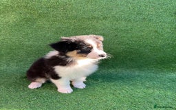 Australian Shepherd dogs for sale: Australia shepherd Kc puppies  - Image 27