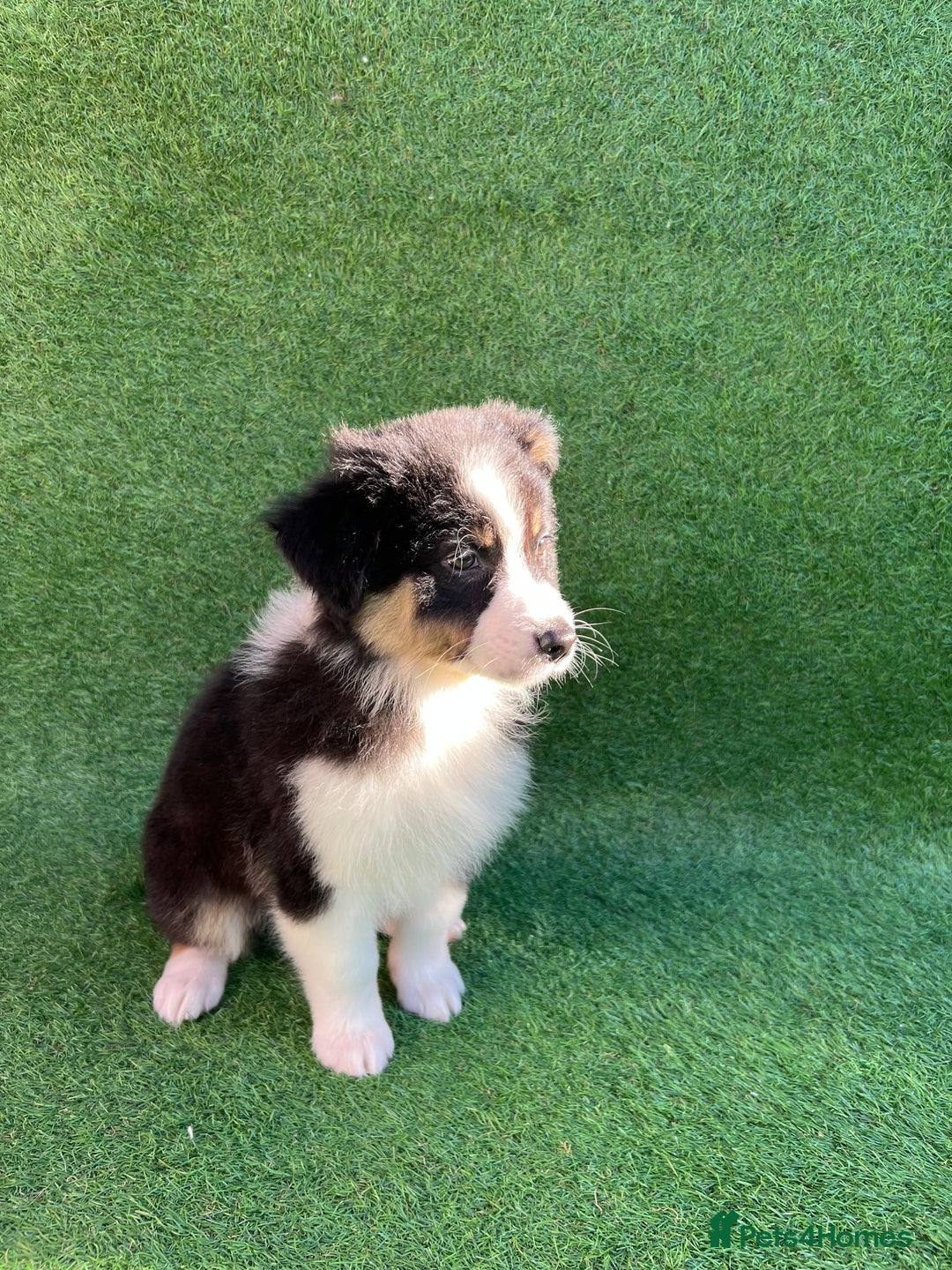 Australian Shepherd dogs for sale: Australia shepherd Kc puppies  - Image 27