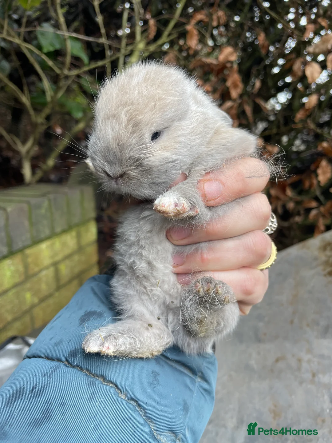 Mini Lop rabbits for sale: Mini Lop Baby Bunnies  - Advert 15