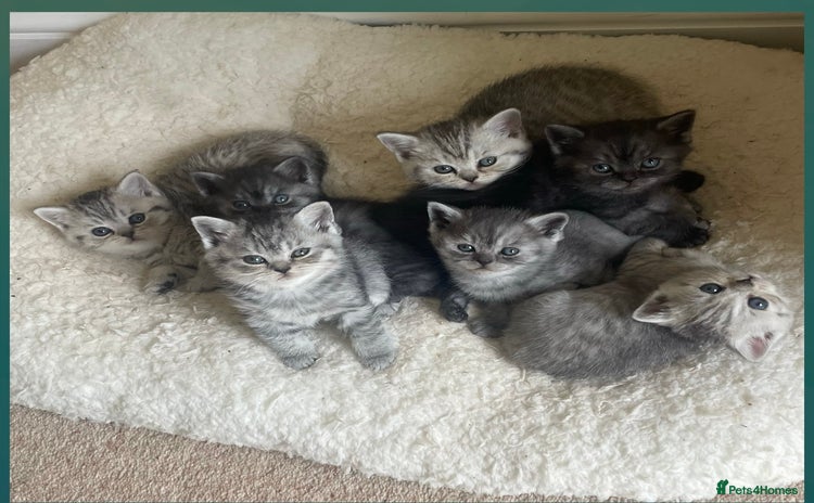 British Shorthair cats - Advert 2