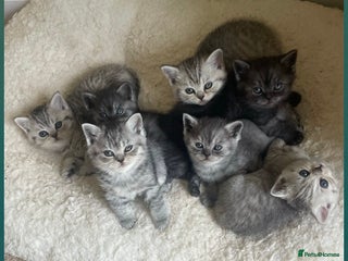 British Shorthair cats - Advert 6