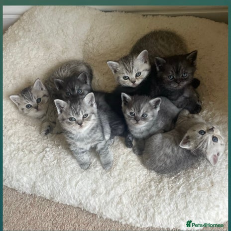 British Shorthair cats - Advert 2