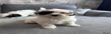 Maltipoo Puppy 2