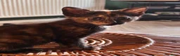 Mixed Breed cats for sale: 2 white kittens girls, 1 tortoise shell girl in Worcester - Advert 4