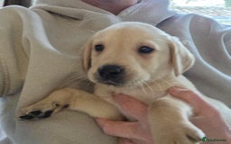 Labrador Retriever dogs for sale: Labrador puppies - Image 5
