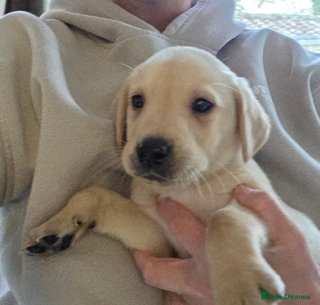 Labrador Retriever dogs for sale: Labrador puppies - Image 5