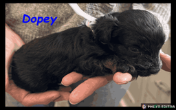 Yorkiepoo dogs for sale:  Adorable YorkiePoo Pups Looking for Loving Homes  - Image 11