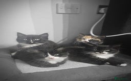 Mixed Breed cats for sale: Adorable 4 Kittens for Sale! - Image 10