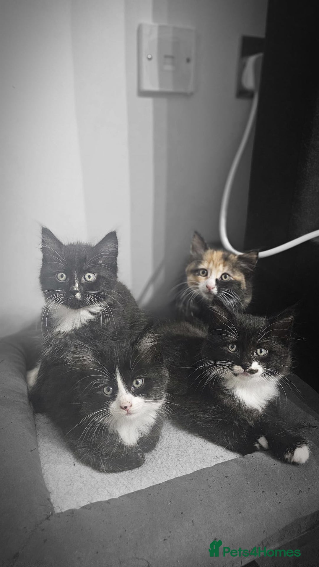 Mixed Breed cats for sale: Adorable 4 Kittens for Sale! - Image 10