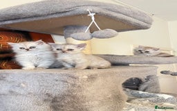 Persian cats for sale: Persian kitten ready to go - Image 23