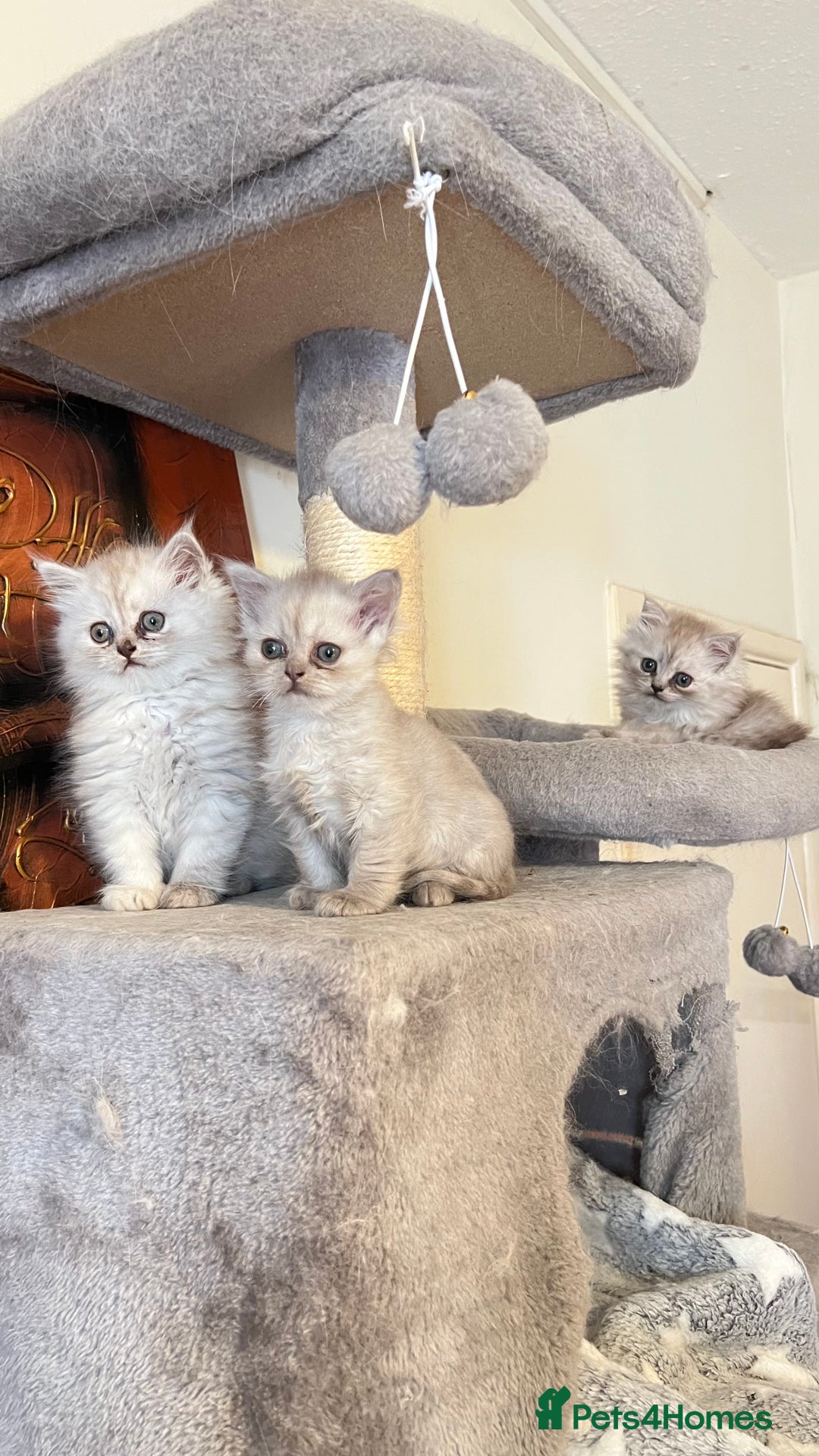 Persian cats for sale: Persian kitten ready to go - Image 23