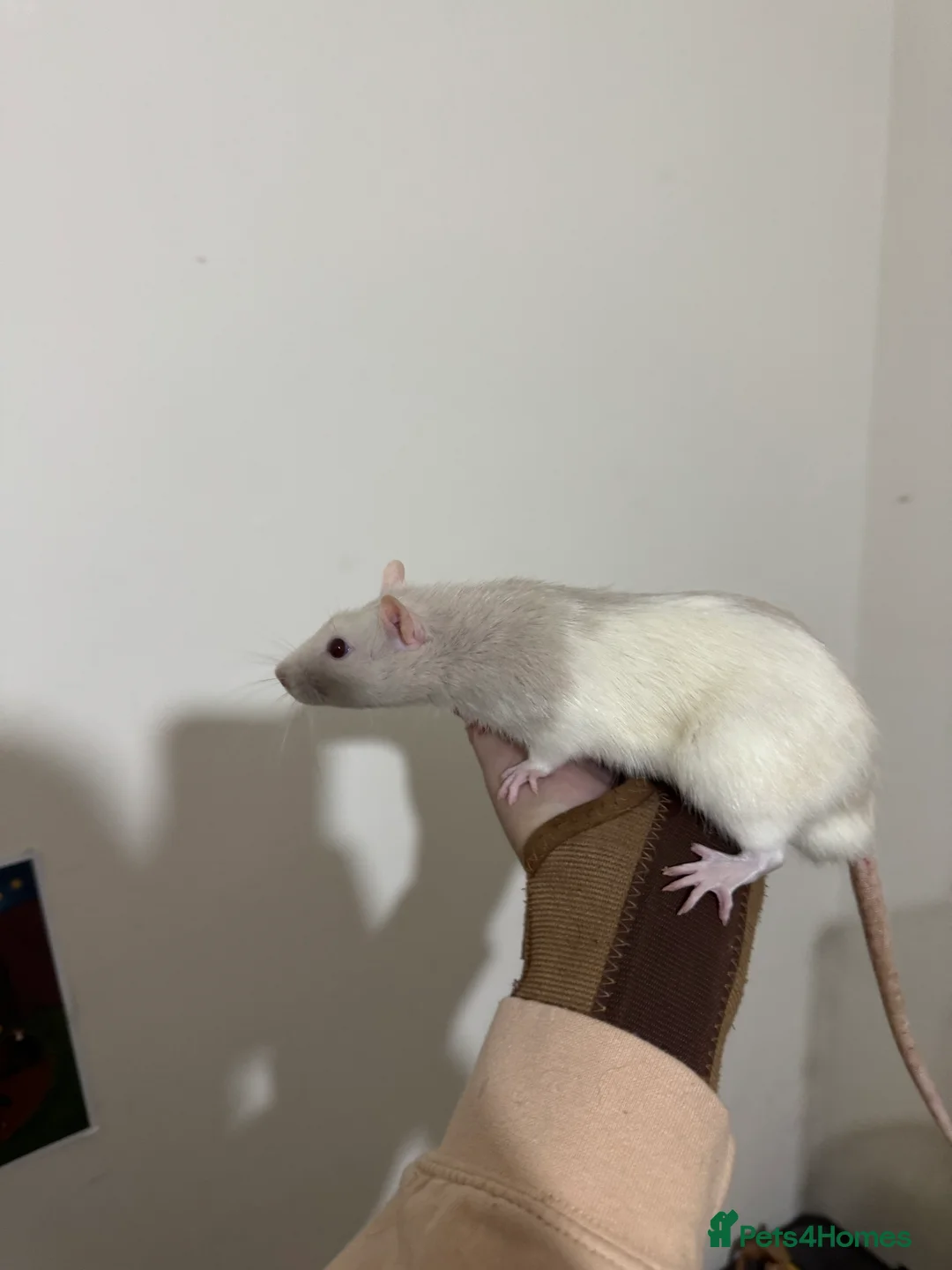 Rat rodents for sale: 2 male rats and cage  - Advert 7