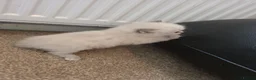 Ragdoll cats for sale: Accidental litter  - Advert 18